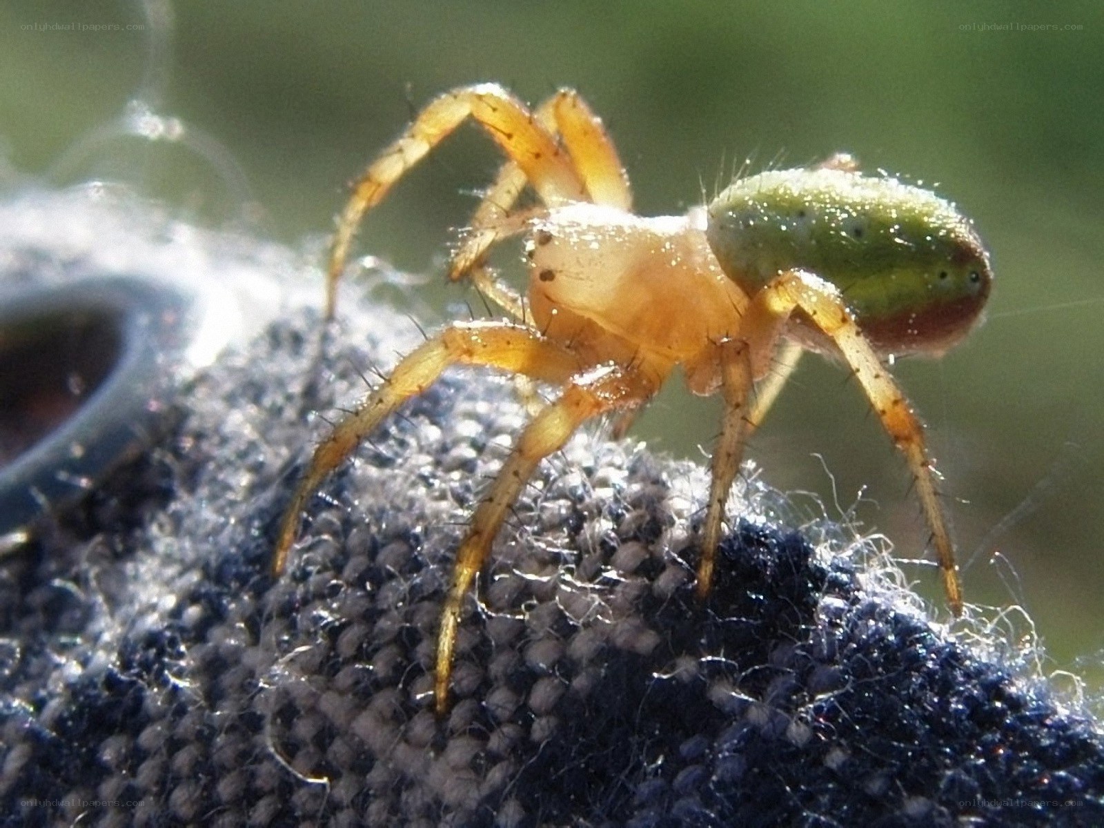 green spider on fabric