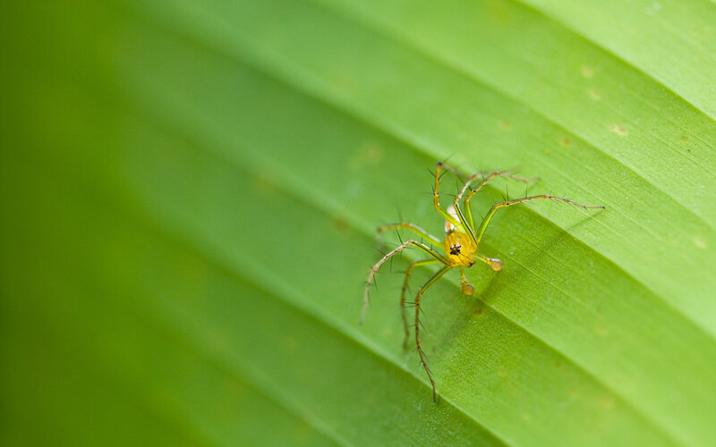 green spider on leaf