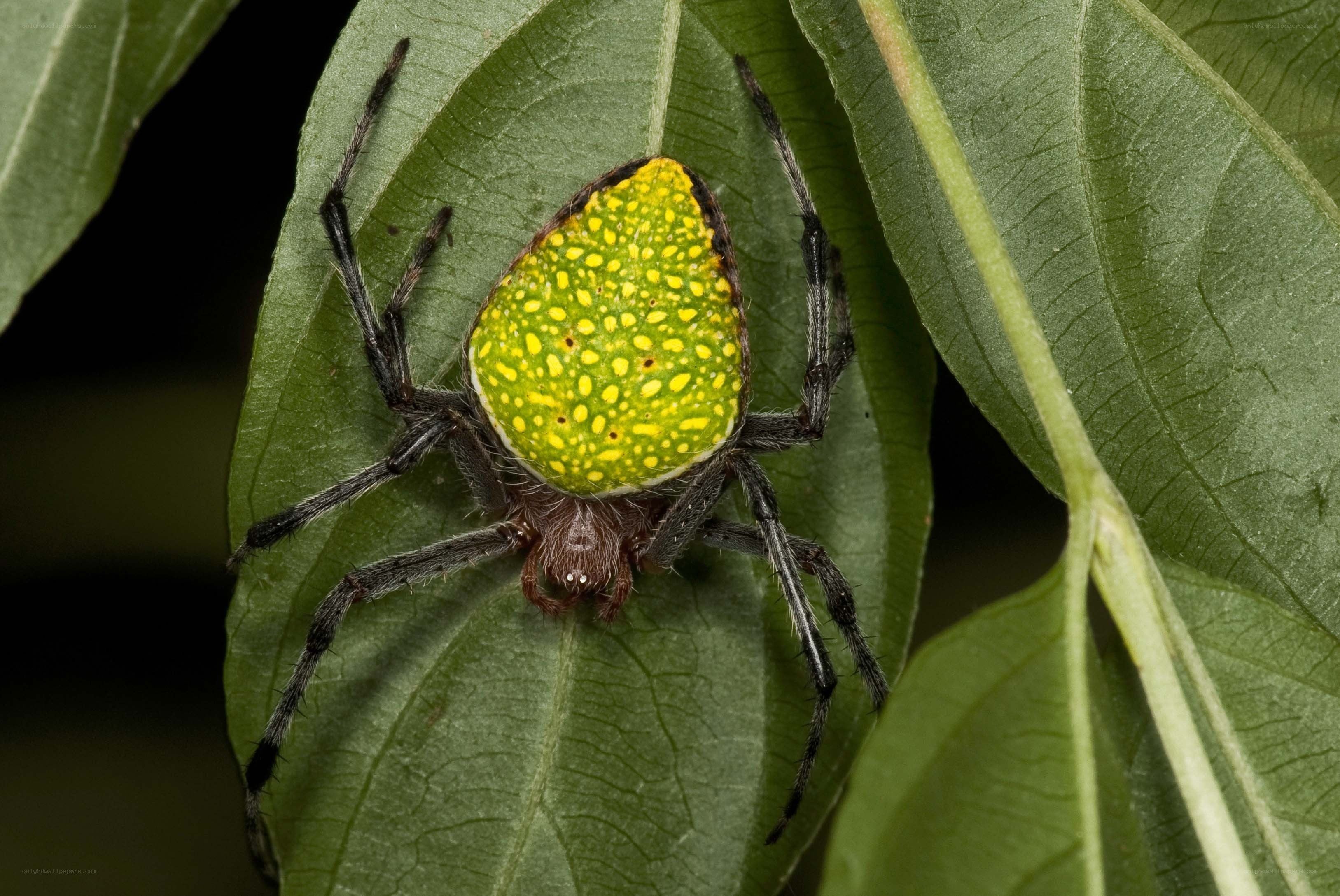 green spider on leaf