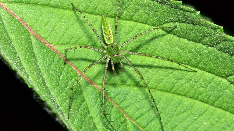 green spider on leaf