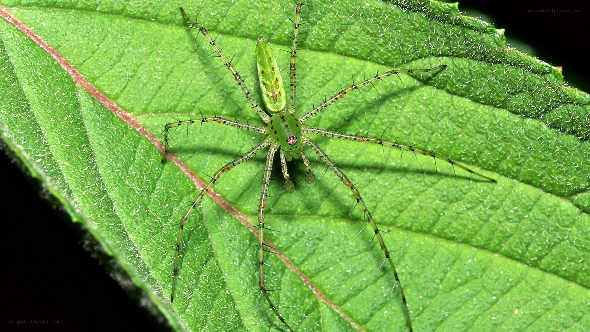 green spider on leaf