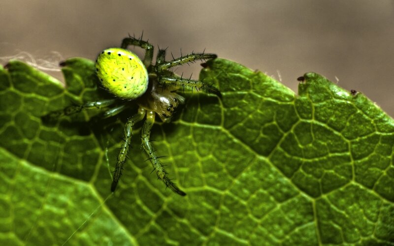 Green Spider on Leaf — Natural, Photograph, Spider Web