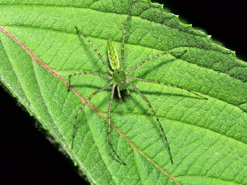 Green spider on leaf
