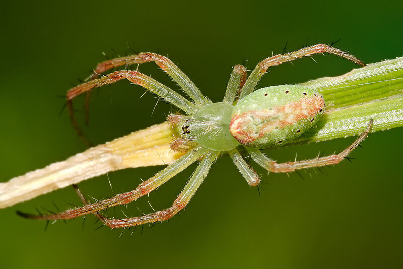 Green Spider on Plant — Natural, Afternoon