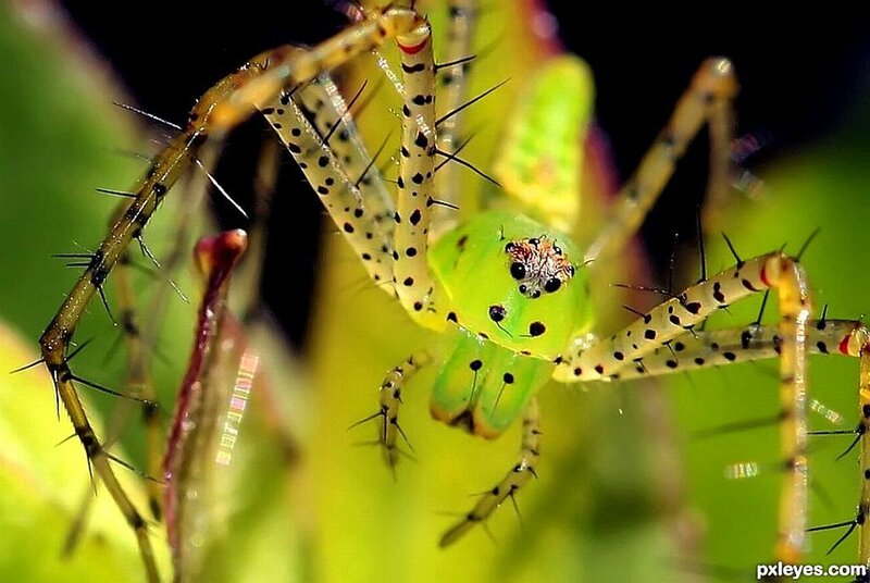 Green Spider on Plant — Natural