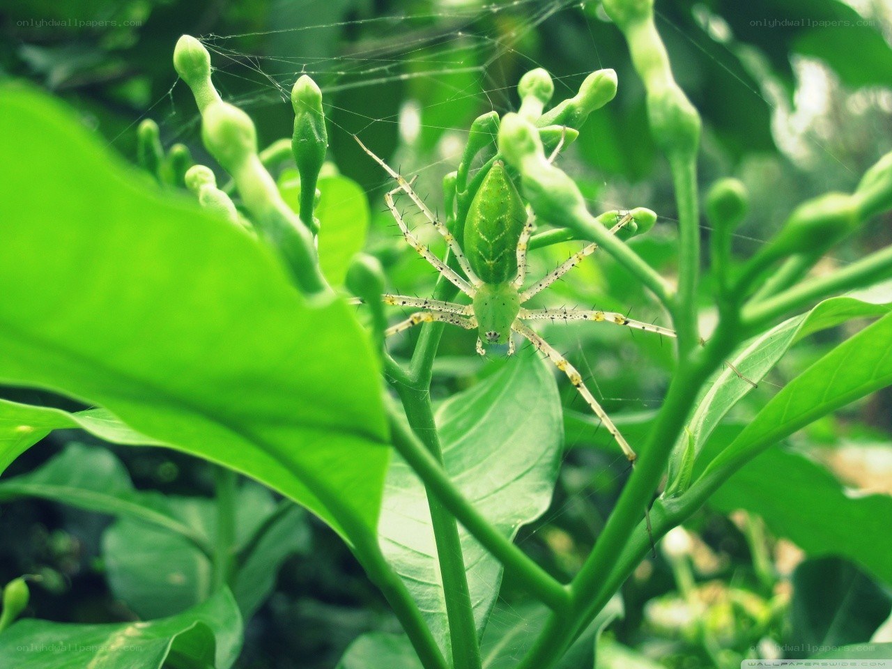 green spider on plant