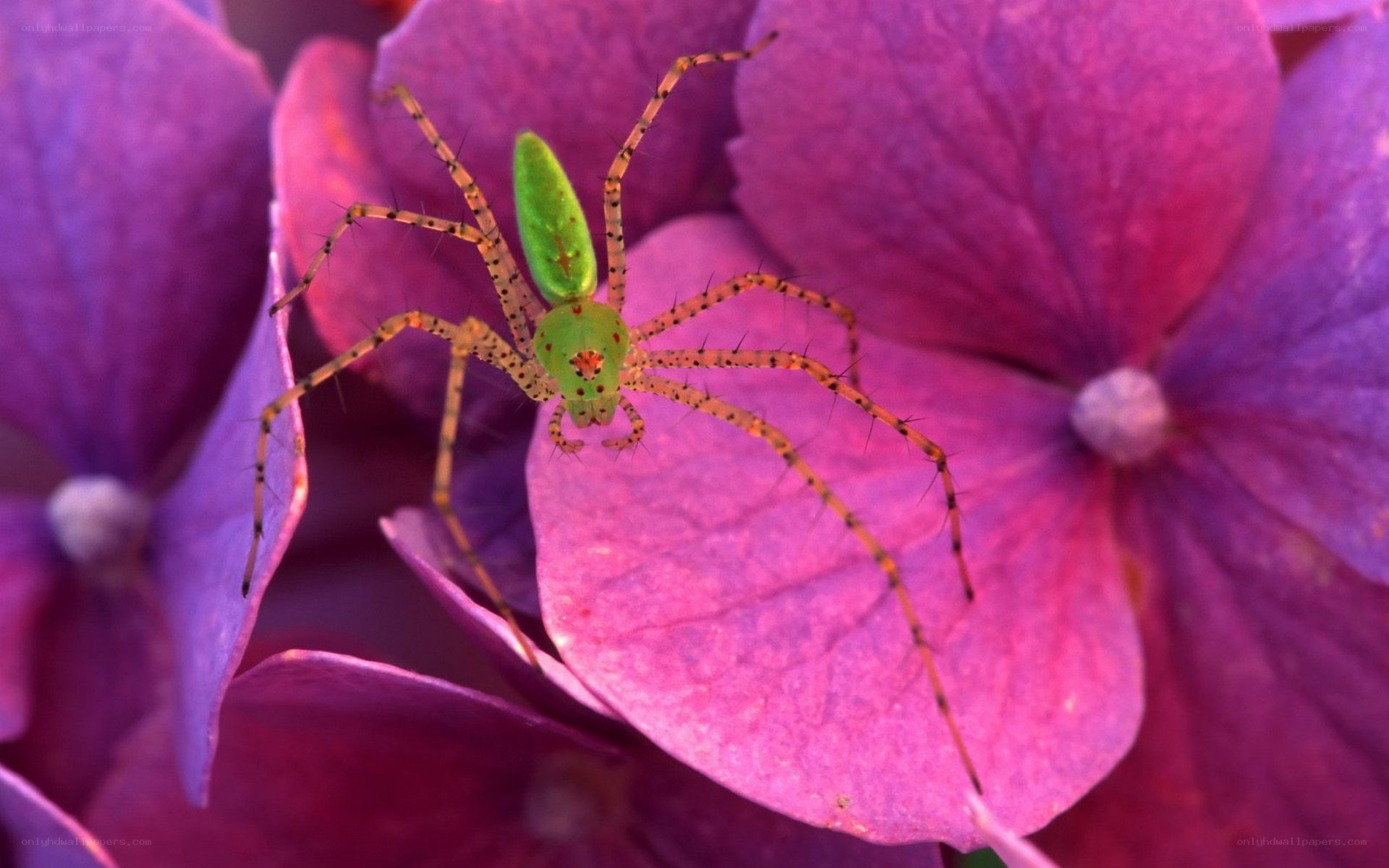 green spider on purple flower