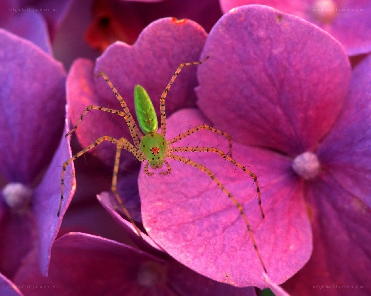 Green spider on purple flower