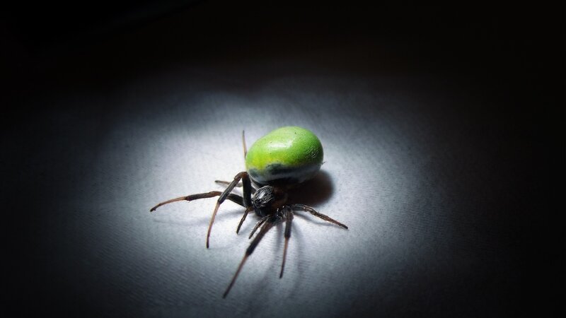 Green Spider on Surface