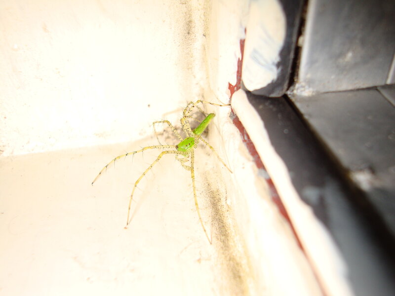green spider on wall