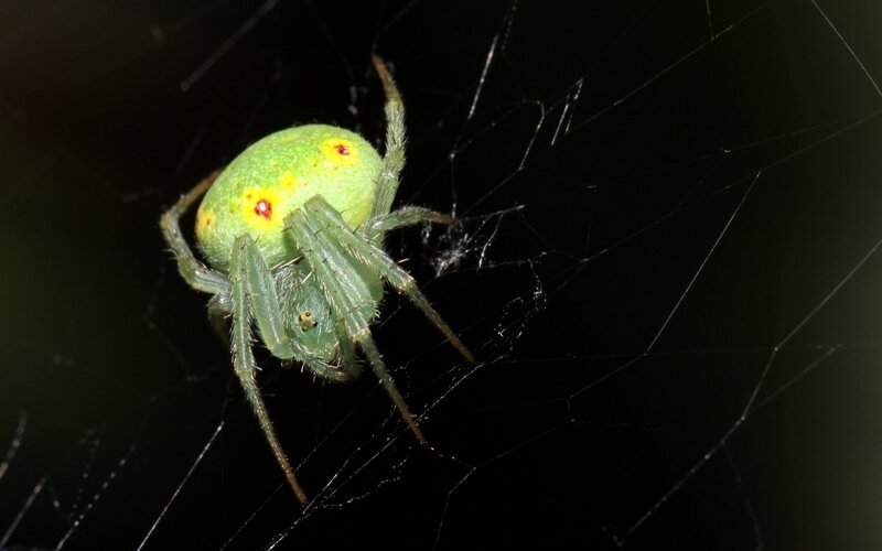 green spider on web
