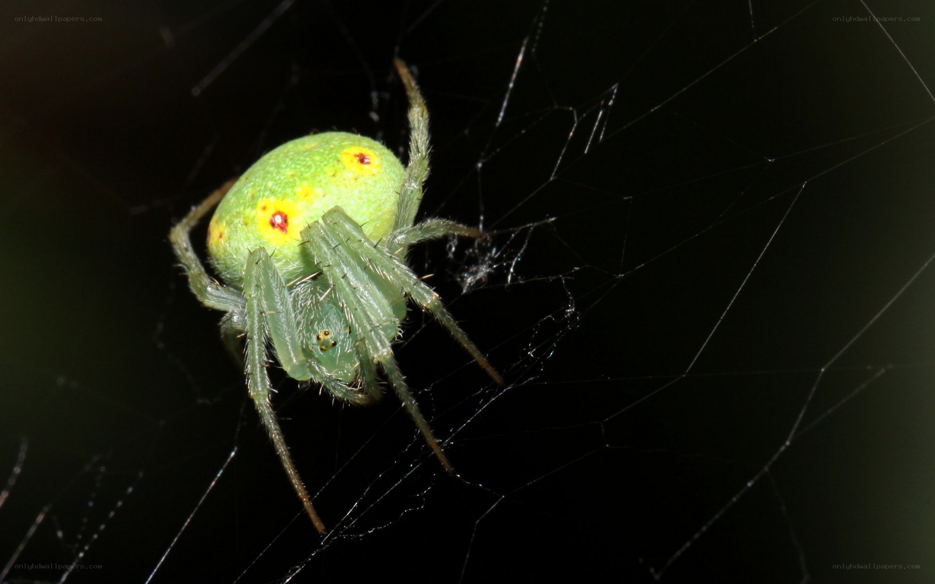 green spider on web