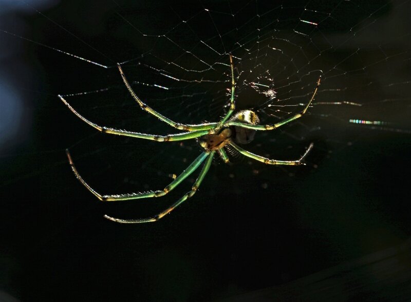 Green Spider on Web — Black, Dramatic