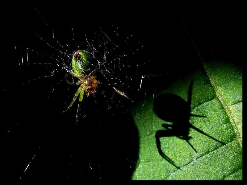 Green Spider on Web — Black