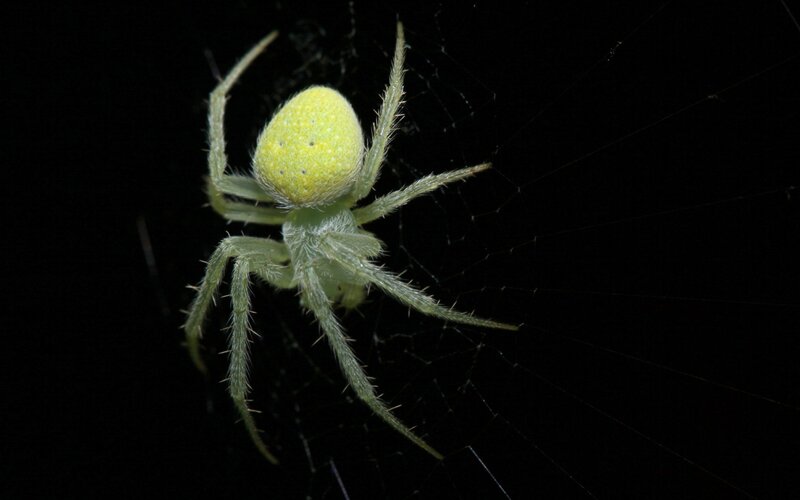Green Spider on Web — Dark
