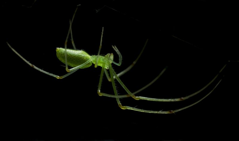 Green Spider on Web — Dramatic