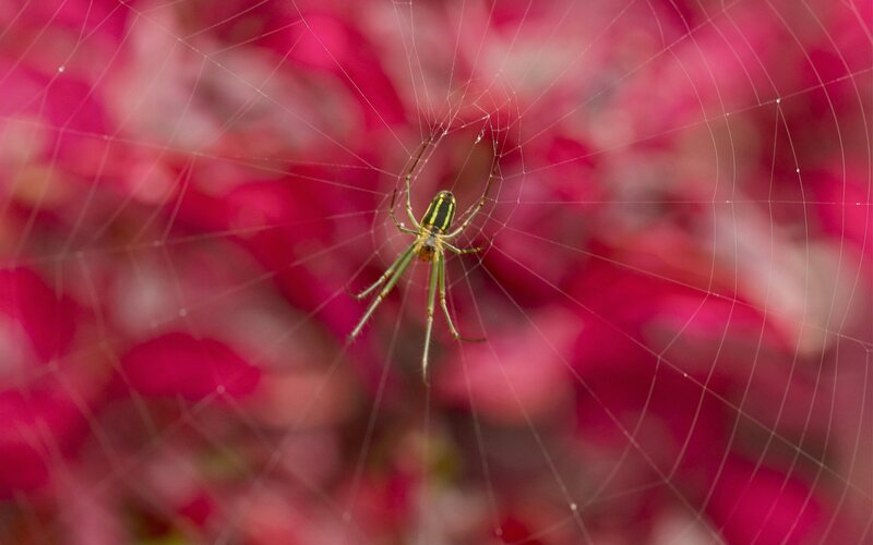 Green Spider on Web — Red