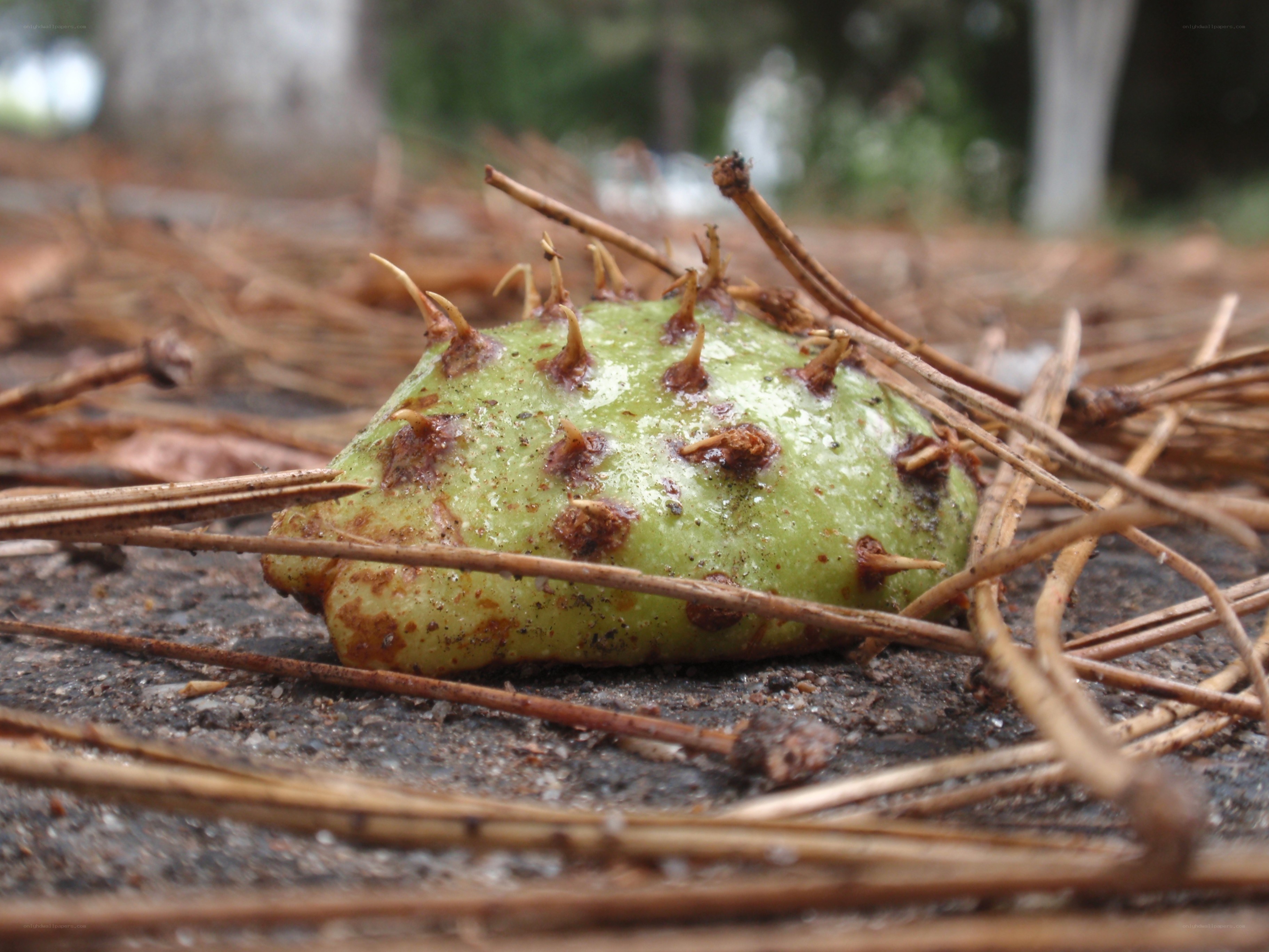green spiky fruit on ground