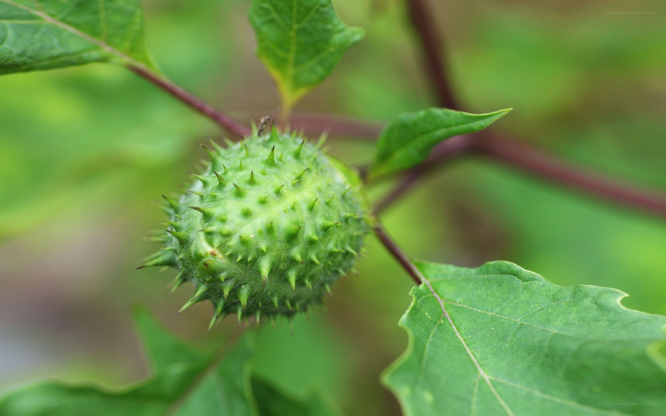green spiky fruit on plant