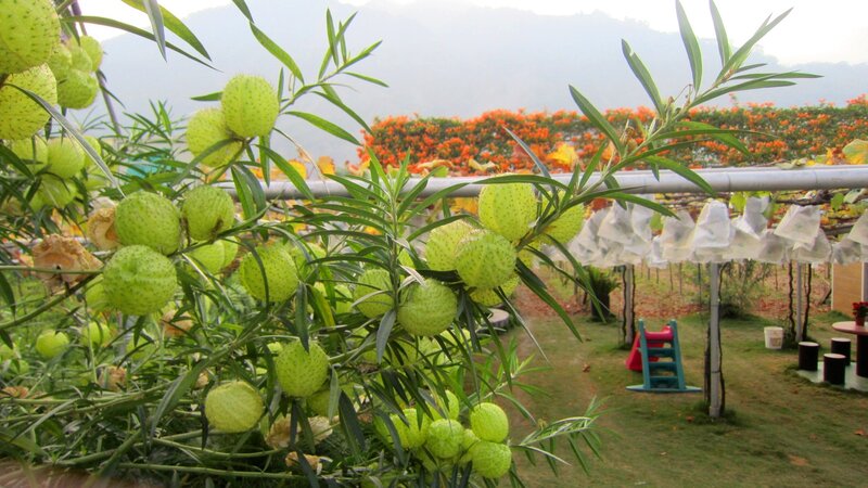 Green Spiky Seed Pods — Serene