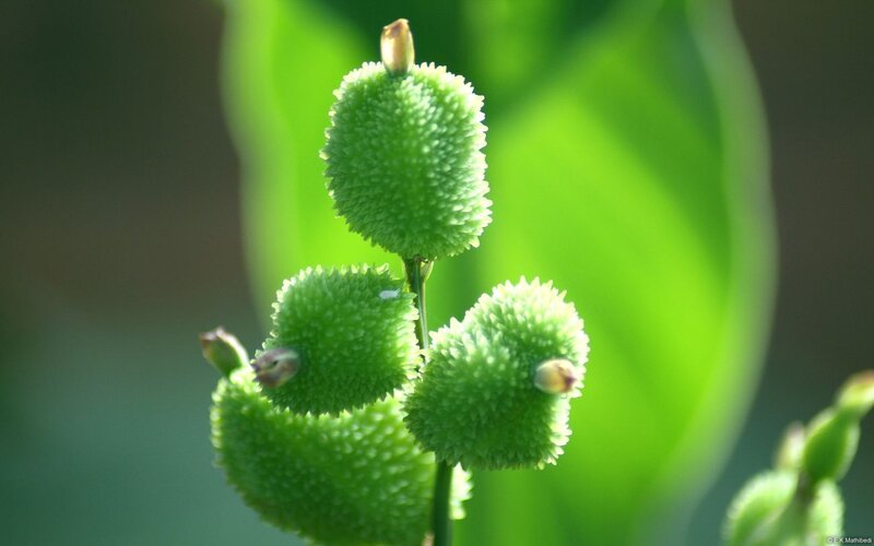 Green Spiky Seed Pods