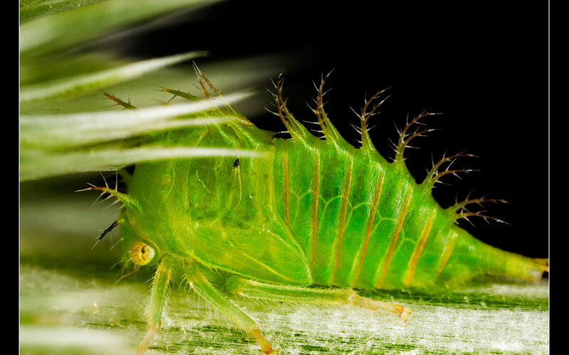 Green Spiny Insect
