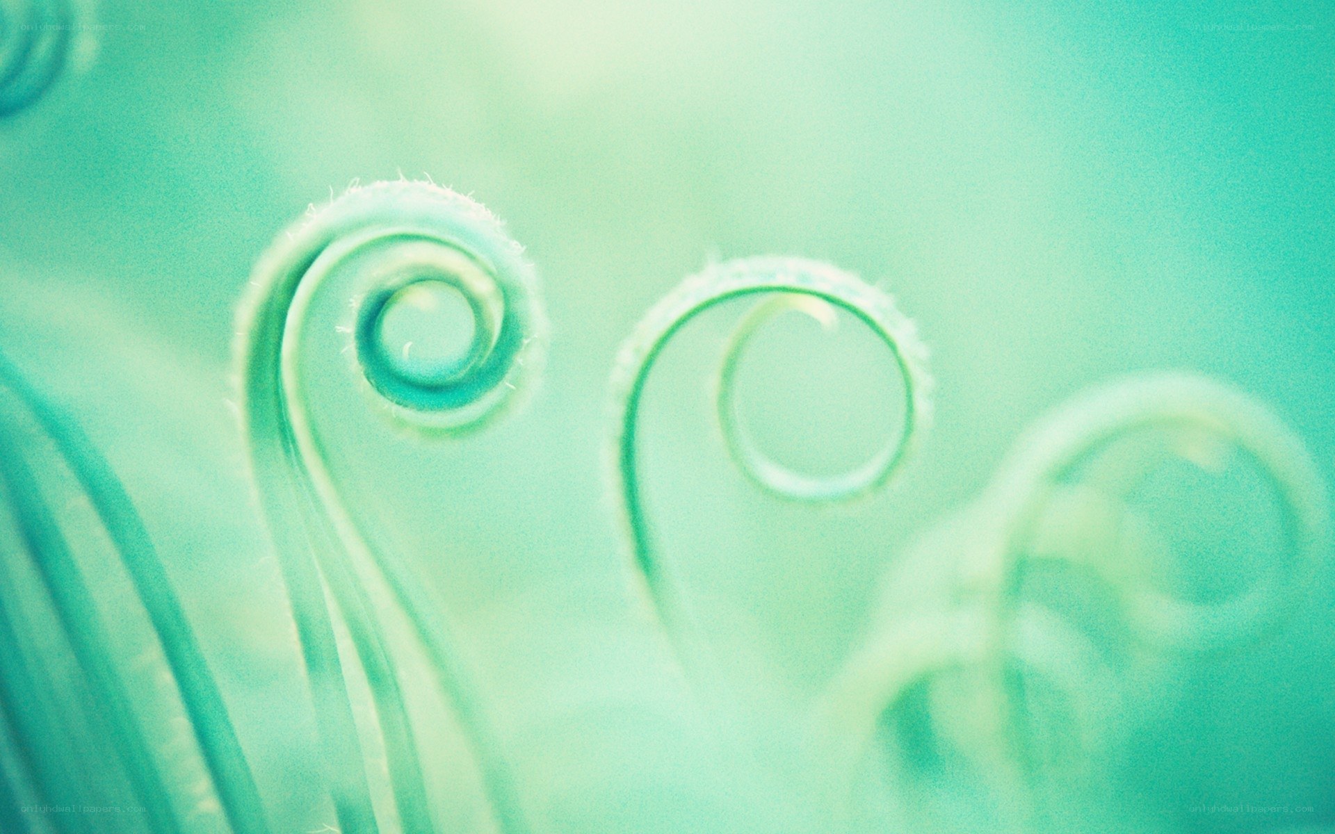 green spiral patterns