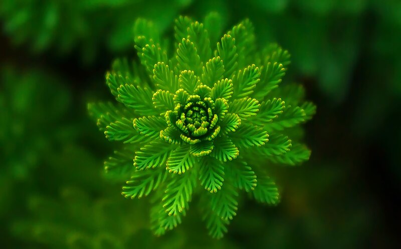 green spiral plant close-up