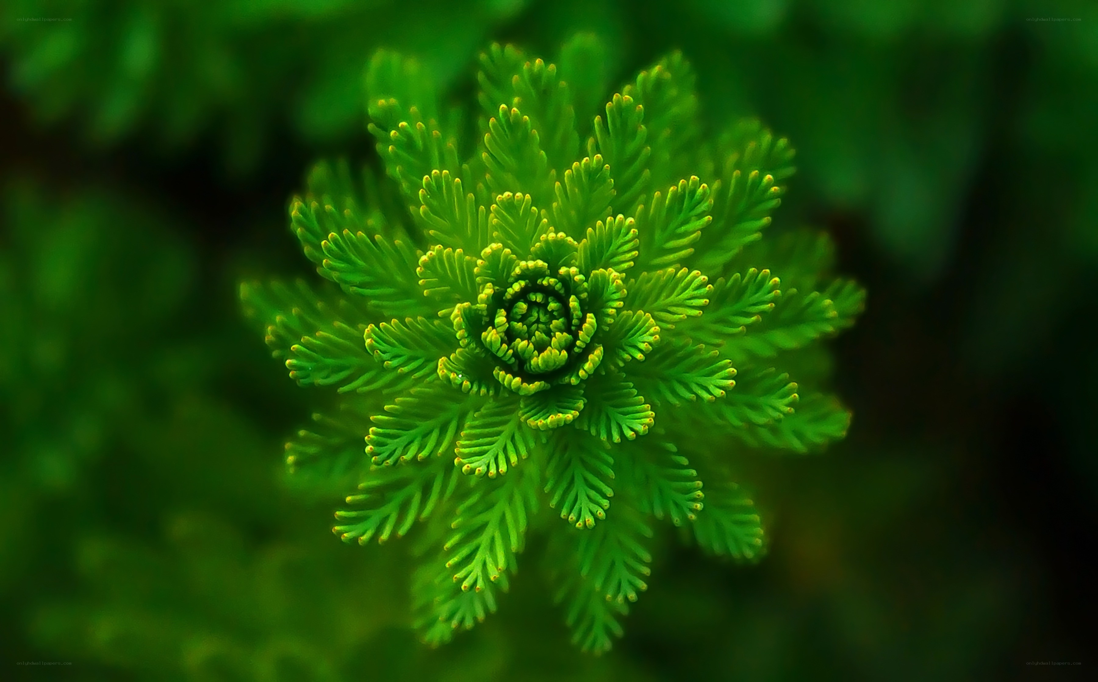 green spiral plant close-up