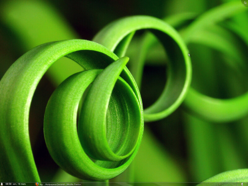 green spiral plant leaf