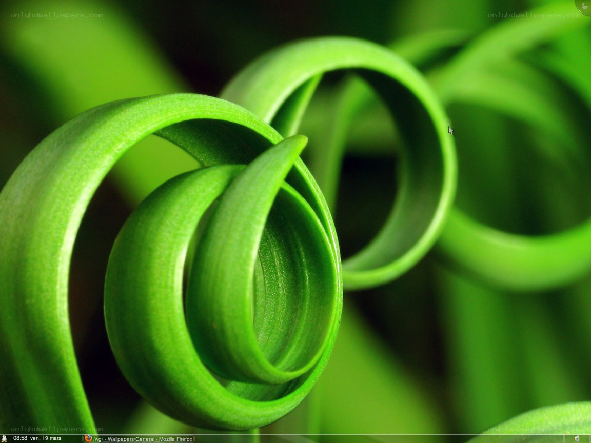 green spiral plant leaf