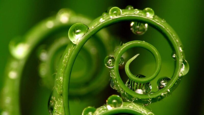 Green spiral with water droplets