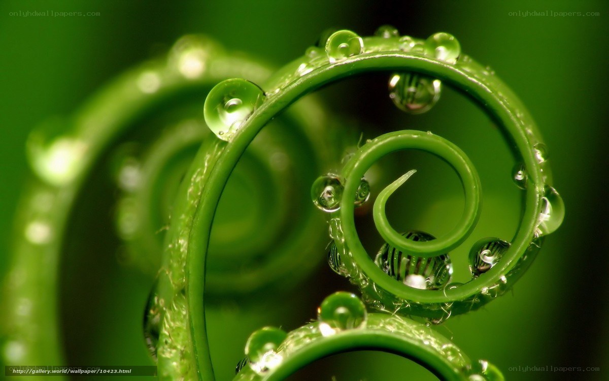 Green spiral with water droplets