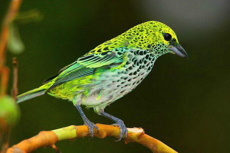 Green Spotted Bird