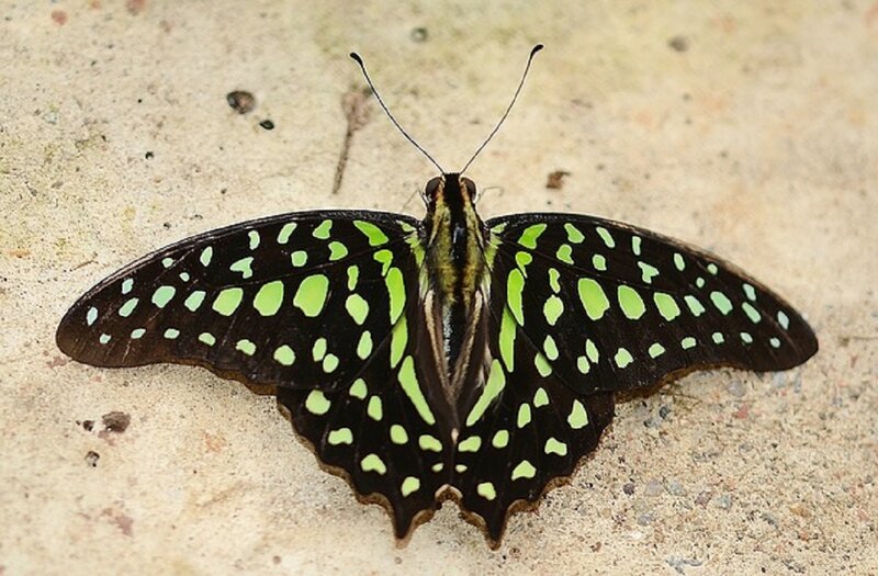 Green-spotted Butterfly — Black, Calm