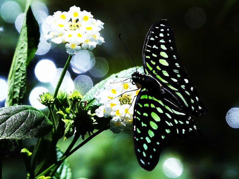 Green-spotted Butterfly — Black