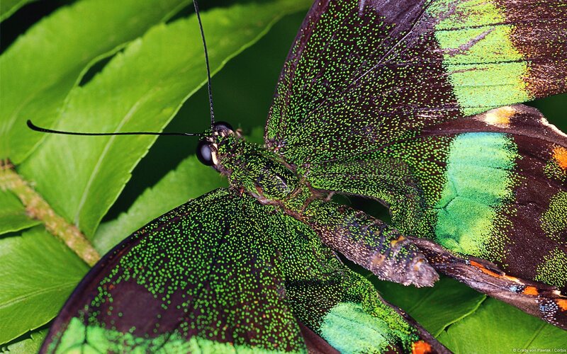 Green-spotted Butterfly — Green