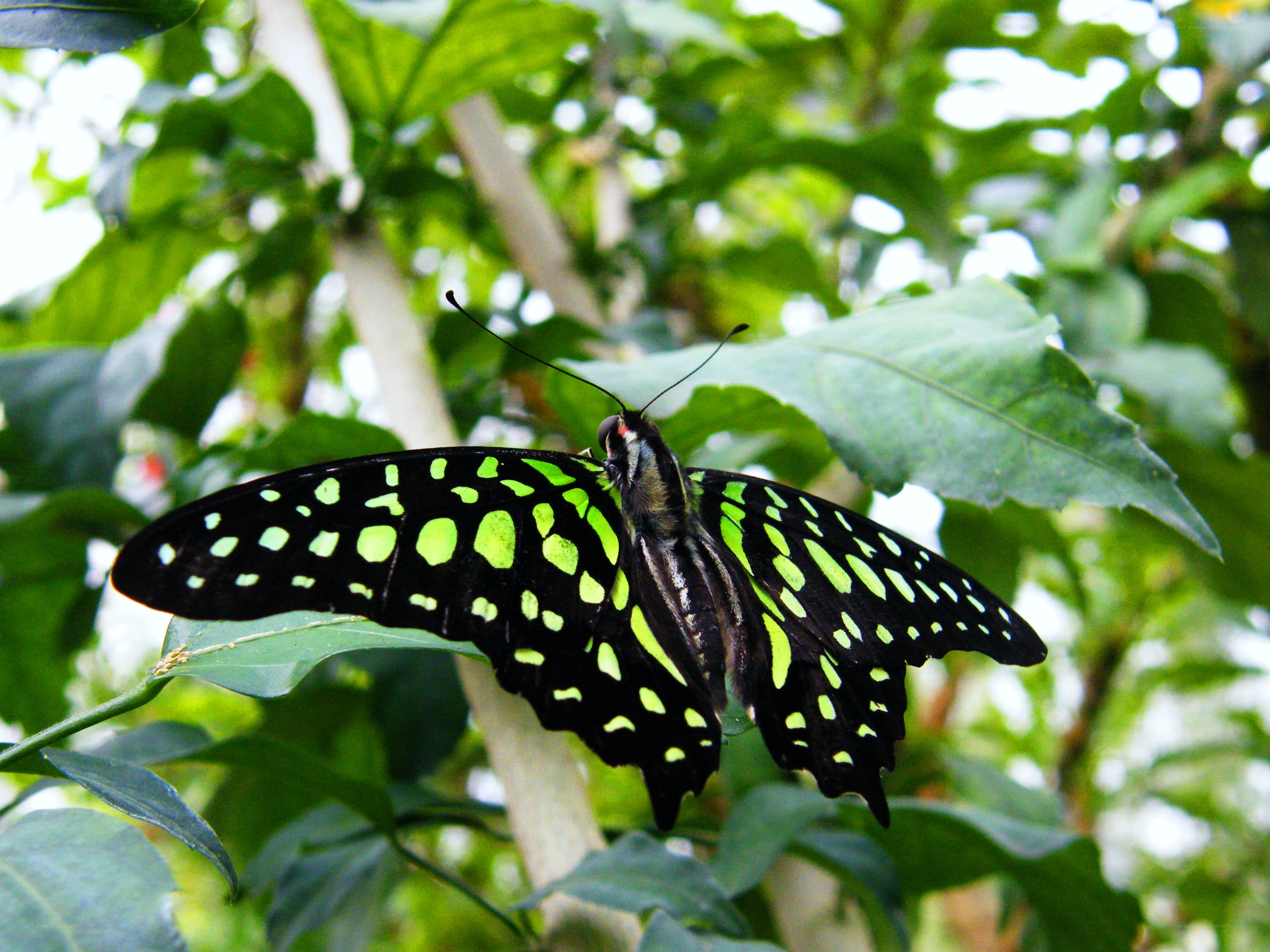 green-spotted butterfly on leaf