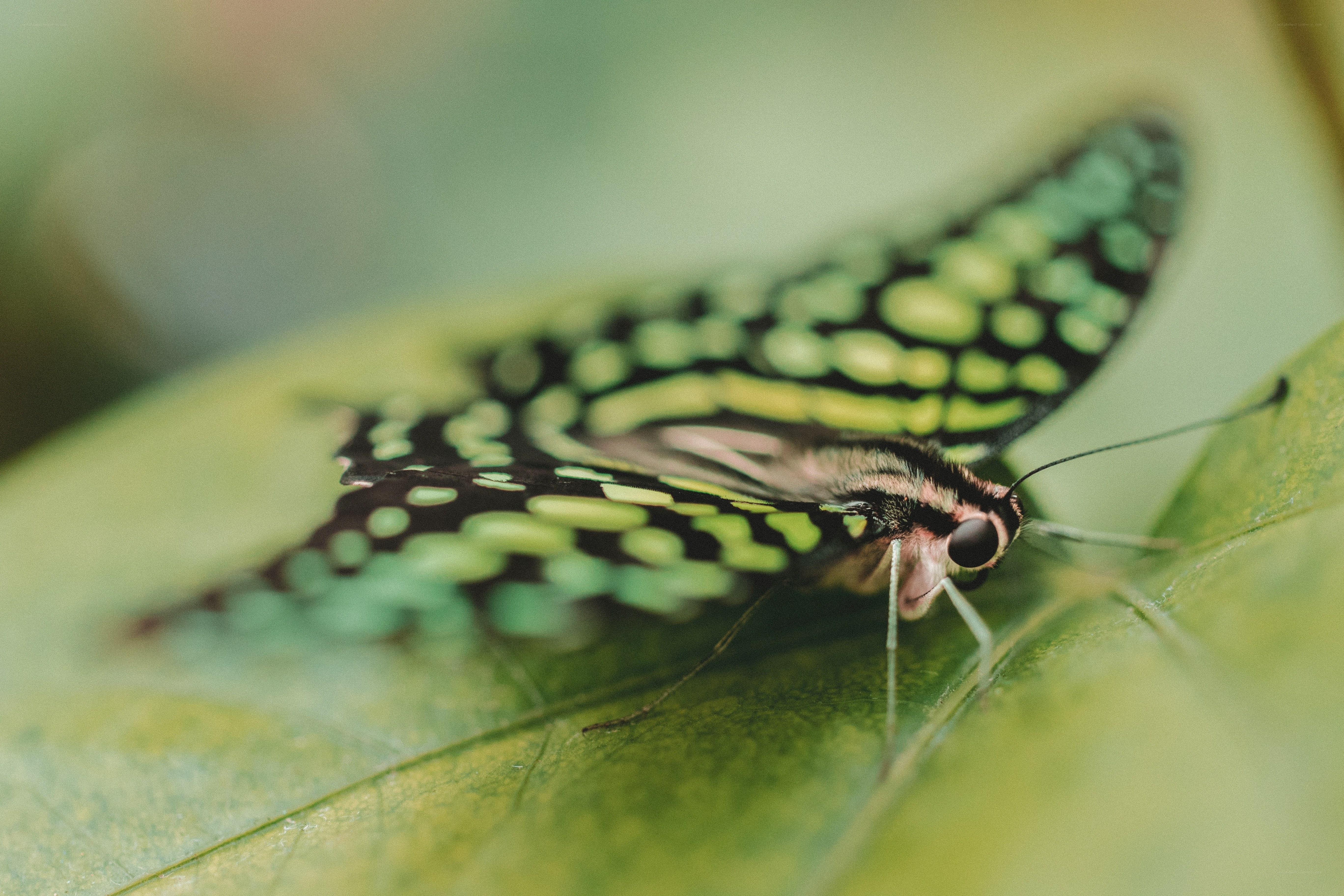 green-spotted butterfly on leaf