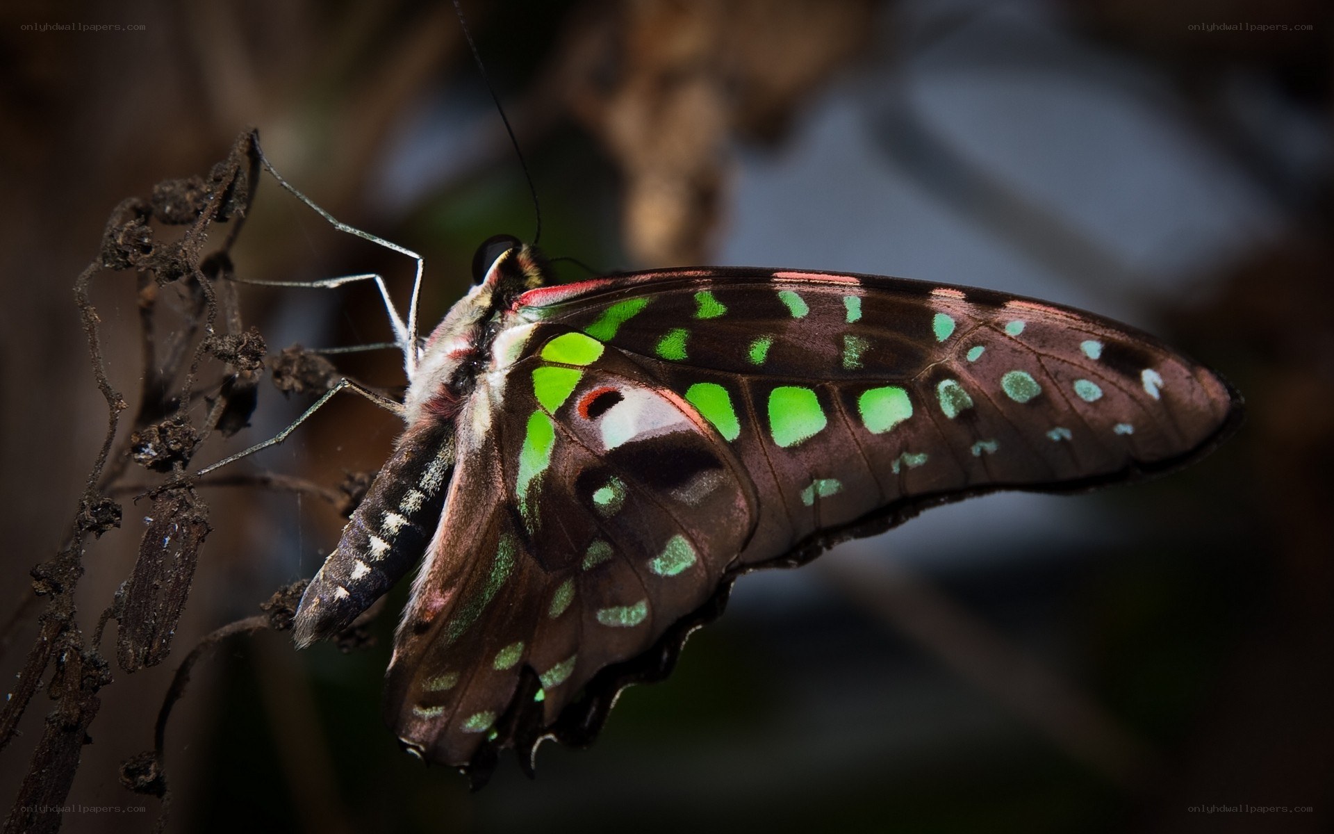 green-spotted butterfly perched