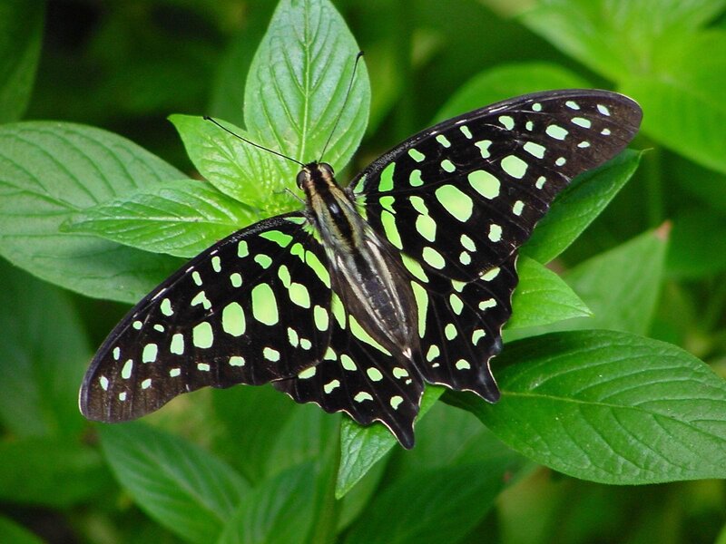 Green-spotted Butterfly