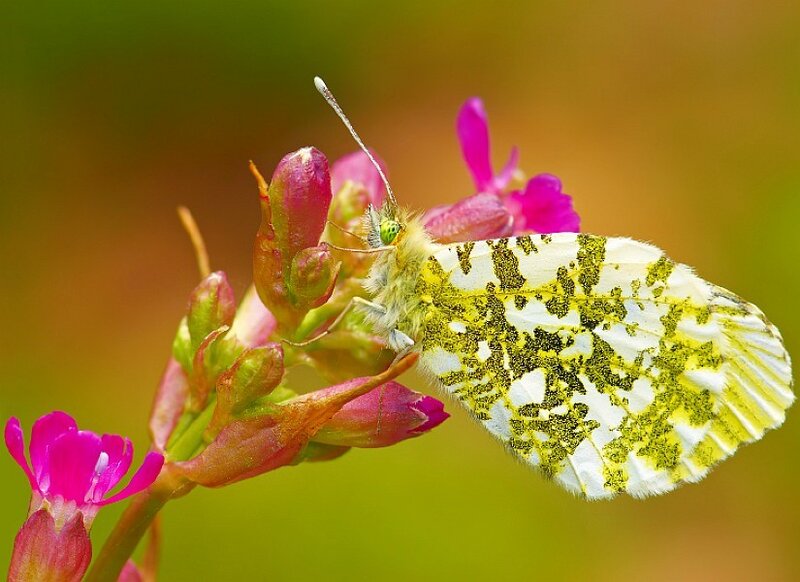 Green-spotted Butterfly — White