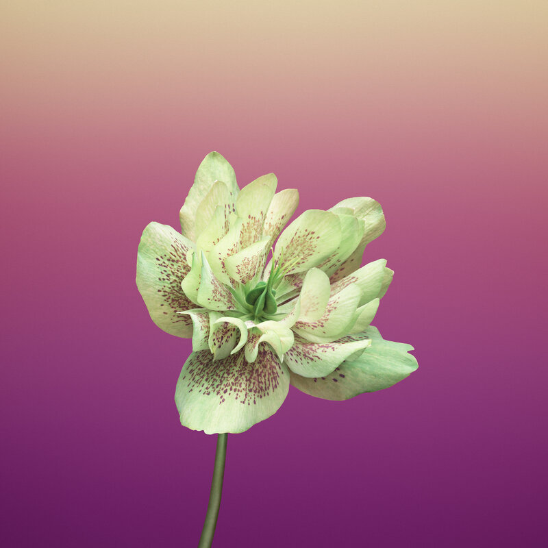 Green Spotted Flower