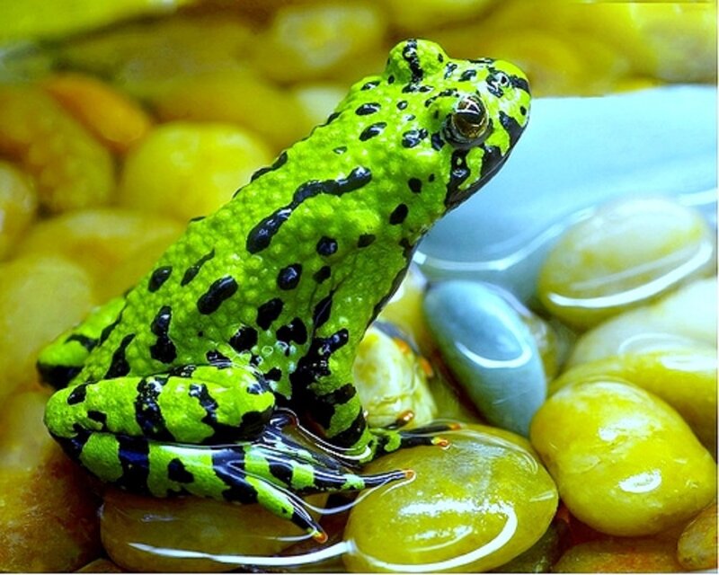 Green Spotted Frog — Calm
