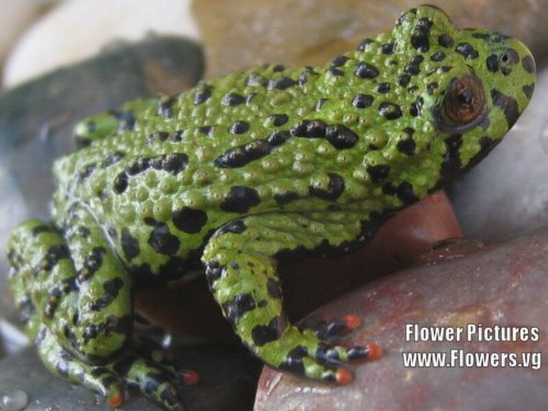 Green Spotted Frog