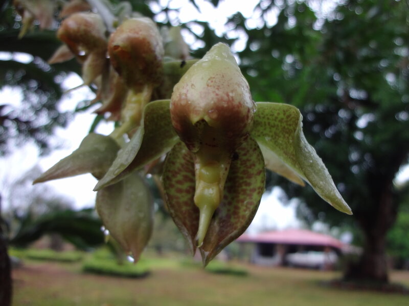 Green Spotted Orchid — Natural