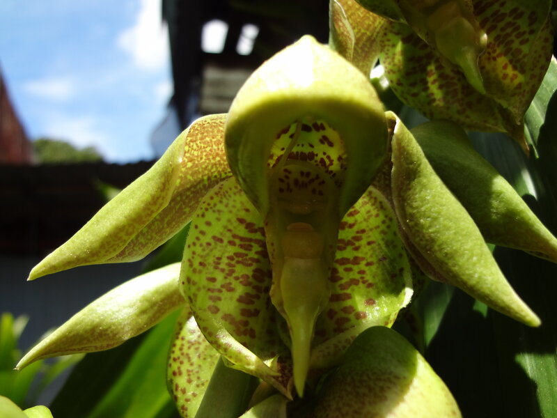 Green Spotted Orchid