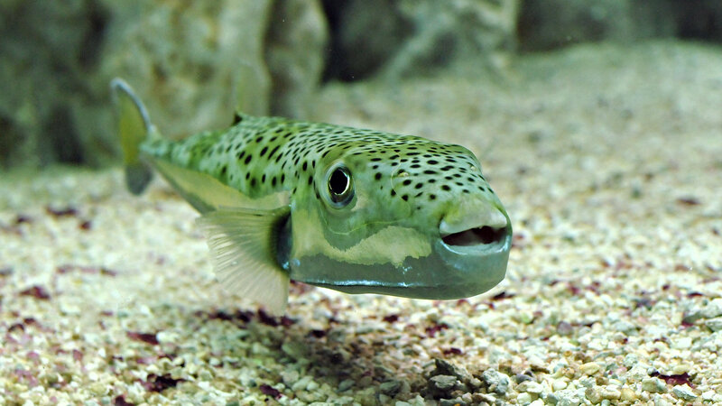 Green Spotted Puffer Fish