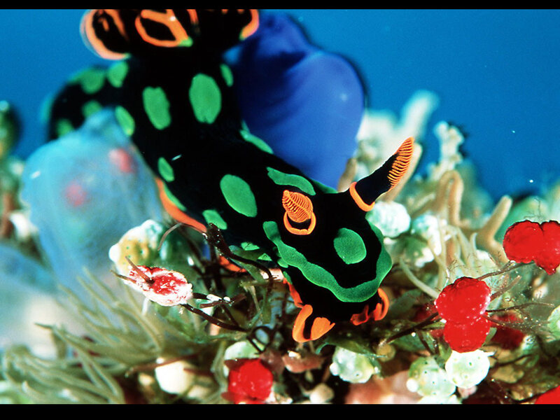 Green-spotted Sea Slug