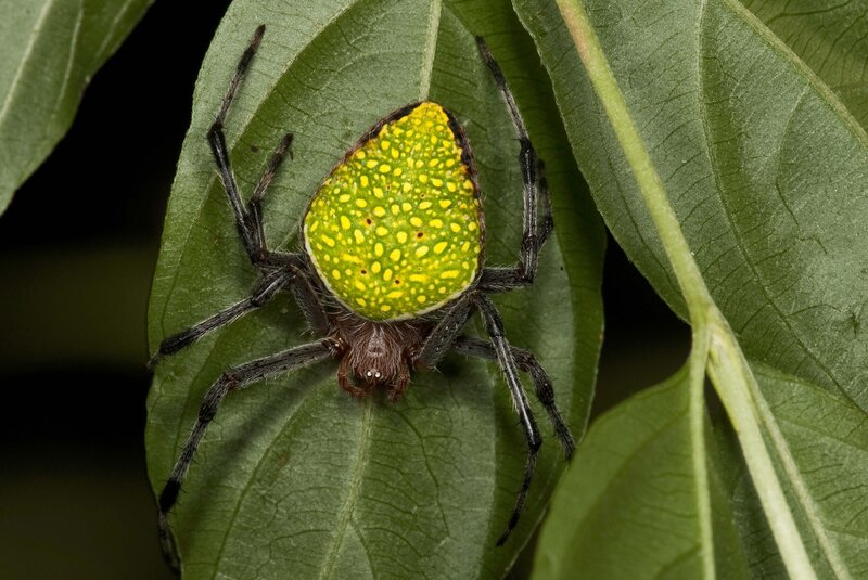 Green-spotted Spider